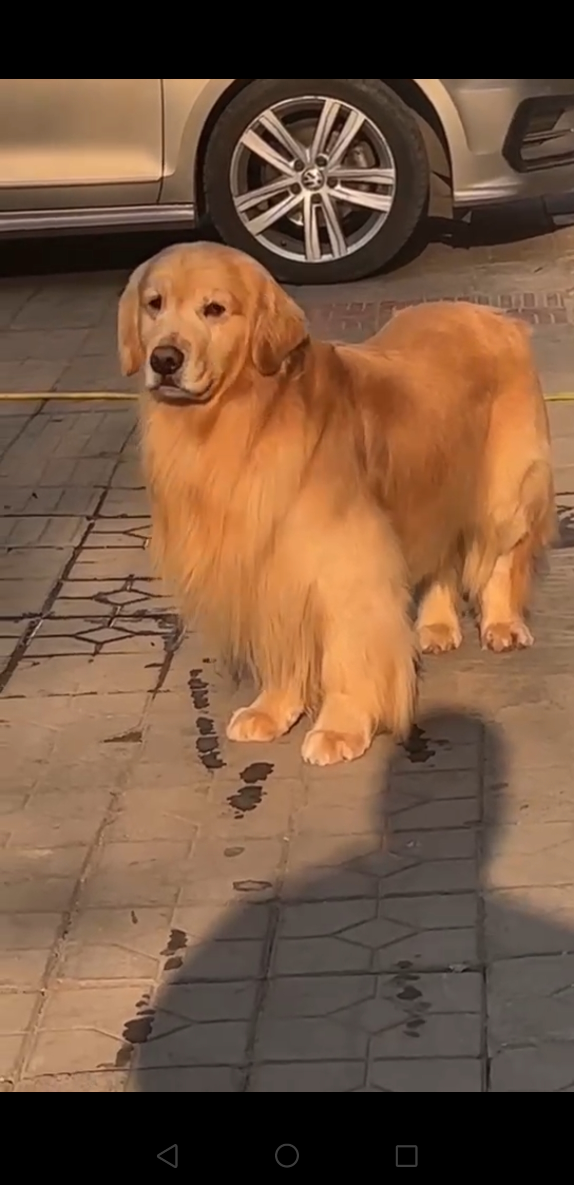 双血统沙滩金金毛